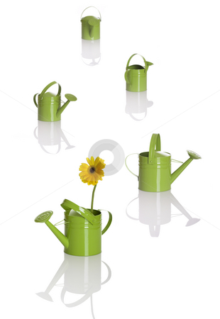 To use this stock image in your creative project, please select the size you need over to the right and click the "Add to Cart" button.
Your downloaded image will come with the Cutcaster watermark removed so don’t worry about the watermark you see on this page. Watering cans stock photo, Multiple watering cans in DOF and the first one have a gerbera flower by ikostudio