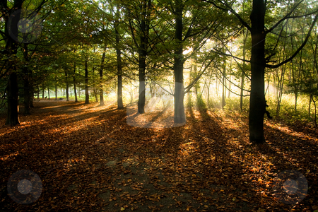 To use this stock image in your creative project, please select the size you need over to the right and click the "Add to Cart" button.
Your downloaded image will come with the Cutcaster watermark removed so don’t worry about the watermark you see on this page. Sunrays through beech trees in autumn stock photo, Sunrays through beech trees in autumn with fallen beech leaves on the ground - horizontal by Colette Planken-Kooij