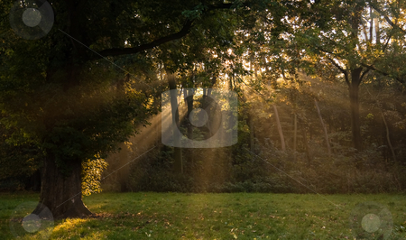 Sunrays through the trees in autumn Sunrays through the trees in autumn stock photo, Sunrays through the trees on early autumn morning by Colette Planken-Kooij