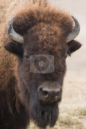 To use this stock image in your creative project, please select the size you need over to the right and click the "Add to Cart" button.
Your downloaded image will come with the Cutcaster watermark removed so don’t worry about the watermark you see on this page. Portrait of American bison stock photo, Portrait of American bison or buffalo looking up by Colette Planken-Kooij