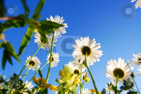 To use this stock image in your creative project, please select the size you need over to the right and click the "Add to Cart" button.
Your downloaded image will come with the Cutcaster watermark removed so don’t worry about the watermark you see on this page. Daisy flower under blue sky stock photo, Daisy flowers from below under blue sky in summer by Gunnar Pippel