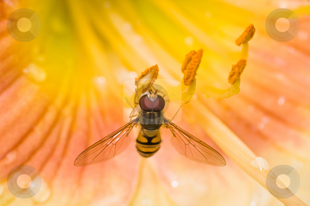 Hoverfly on daylily flowers Hoverfly on daylily flowers stock photo, Hoverfly on yellow daylily flowers after rainfall by Colette Planken-Kooij