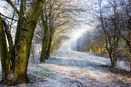 Snowy landscape Snowy landscape stock photo, Beautiful colors and light in a white snowy landscape by Colette Planken-Kooij