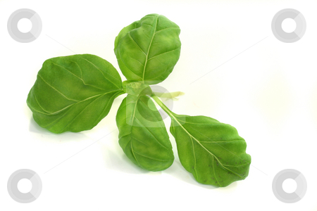 To use this stock image in your creative project, please select the size you need over to the right and click the "Add to Cart" button.
Your downloaded image will come with the Cutcaster watermark removed so don’t worry about the watermark you see on this page. Basil stock photo, Basil on a white background - Still Life - Food by Marén Wischnewski
