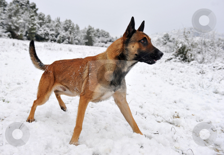 To use this stock image in your creative project, please select the size you need over to the right and click the "Add to Cart" button.
Your downloaded image will come with the Cutcaster watermark removed so don’t worry about the watermark you see on this page. Malinois in the snow stock photo, Alertness purebred belgian shepherd malinois in the snow by Bonzami Emmanuelle