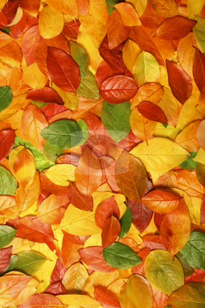 To use this stock image in your creative project, please select the size you need over to the right and click the "Add to Cart" button.
Your downloaded image will come with the Cutcaster watermark removed so don’t worry about the watermark you see on this page. Autumn leaves stock photo, Colorful background of beautiful autumn leaves - perfect for seasonal usage by Jon Helgason