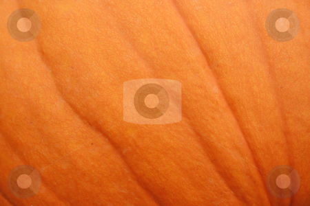 To use this stock image in your creative project, please select the size you need over to the right and click the "Add to Cart" button.
Your downloaded image will come with the Cutcaster watermark removed so don’t worry about the watermark you see on this page. Pumpkin Background stock photo, A close uo image of a Pumpkin for a Background by Jim Mills