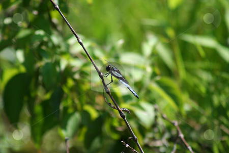 To use this stock image in your creative project, please select the size you need over to the right and click the "Add to Cart" button.
Your downloaded image will come with the Cutcaster watermark removed so don’t worry about the watermark you see on this page. Dragonfly stock photo, An image of a dragonfly by Jim Mills