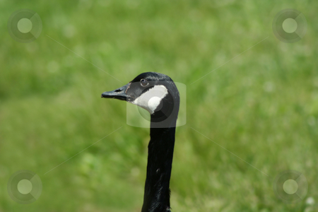 To use this stock image in your creative project, please select the size you need over to the right and click the "Add to Cart" button.
Your downloaded image will come with the Cutcaster watermark removed so don’t worry about the watermark you see on this page. Canadian Goose stock photo, An image of a Canadian Goose by Jim Mills