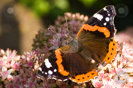 To use this stock image in your creative project, please select the size you need over to the right and click the "Add to Cart" button.
Your downloaded image will come with the Cutcaster watermark removed so don’t worry about the watermark you see on this page. Red Admiral stock photo, Red Admiral in the sun on sedum, getting nectar by Colette Planken-Kooij