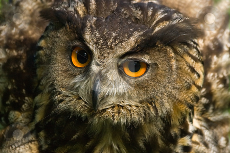 To use this stock image in your creative project, please select the size you need over to the right and click the "Add to Cart" button.
Your downloaded image will come with the Cutcaster watermark removed so don’t worry about the watermark you see on this page. Angry looking eagle owl stock photo, Angry looking eagle owl with all its feathers set up by Colette Planken-Kooij