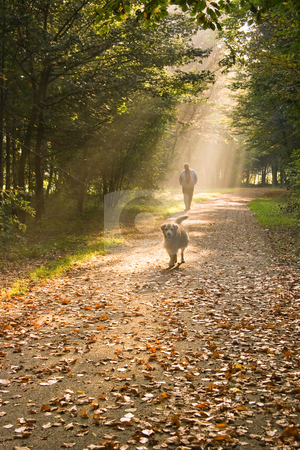 To use this stock image in your creative project, please select the size you need over to the right and click the "Add to Cart" button.
Your downloaded image will come with the Cutcaster watermark removed so don’t worry about the watermark you see on this page. Man and dog stock photo, A man and his dog walking in the forest on a sunny and misty autumn morning by Colette Planken-Kooij