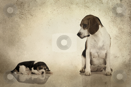 Beagle mom Beagle mom stock photo, A beagle mom after is pregnancy looking to her puppy (Grunge background added) by ikostudio