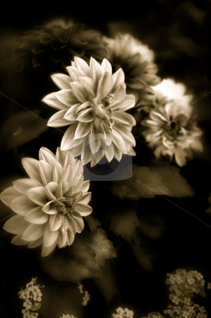 To use this stock image in your creative project, please select the size you need over to the right and click the "Add to Cart" button.
Your downloaded image will come with the Cutcaster watermark removed so don’t worry about the watermark you see on this page. Dahlia in sepia stock photo, Fine art image of dahlia flowers finished in sepia by Stephen Orsillo
