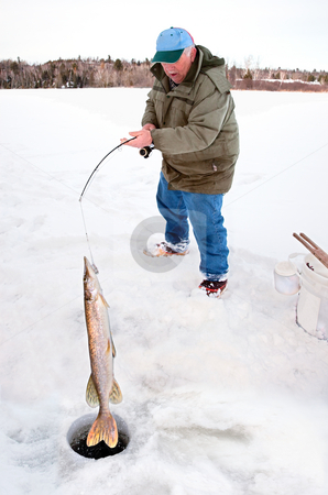 To use this stock image in your creative project, please select the size you need over to the right and click the "Add to Cart" button.
Your downloaded image will come with the Cutcaster watermark removed so don’t worry about the watermark you see on this page. Man Pulling a Big Pike From Under the Ice stock photo, A man is pulling a huge pike from under the ice. by Denis Pepin