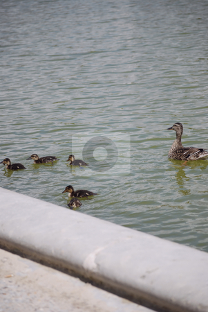 To use this stock image in your creative project, please select the size you need over to the right and click the "Add to Cart" button.
Your downloaded image will come with the Cutcaster watermark removed so don’t worry about the watermark you see on this page. Ducks in a row stock photo, Mother and baby ducks on a pond in paris by Olivia Neacsu
