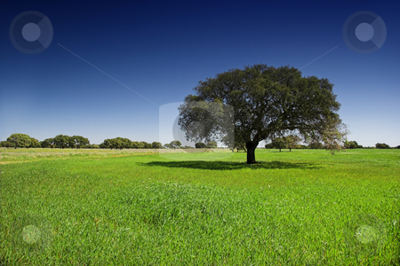 Green meadow Green meadow stock photo, Green landscape with trees and a beautiful blue sky by ikostudio
