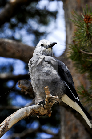 Clark's Nutcracker Clark's Nutcracker stock photo, A common Rocky Mountain seed eater, this bird is often mistaken for the smaller Gray Jay. by Bonnie Fink