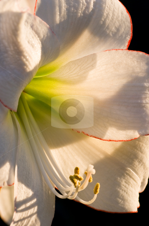 Hippeastrum Picotee Flower in close view Hippeastrum Picotee Flower in close view stock photo, Hippeastrum Picotee Flower in close view in late evening sunlight by Colette Planken-Kooij