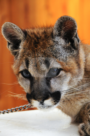 Mountain Lion Mountain Lion stock photo, Mountain Lion cub in captivity by Bonnie Fink