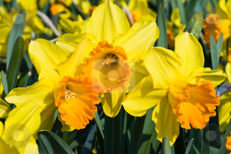 To use this stock image in your creative project, please select the size you need over to the right and click the "Add to Cart" button.
Your downloaded image will come with the Cutcaster watermark removed so don’t worry about the watermark you see on this page. Orange and yellow daffodils in spring stock photo, Orange and yellow daffodils in spring in the april sun by Colette Planken-Kooij