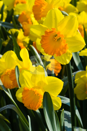 To use this stock image in your creative project, please select the size you need over to the right and click the "Add to Cart" button.
Your downloaded image will come with the Cutcaster watermark removed so don’t worry about the watermark you see on this page. Group of orange and yellow daffodils in spring stock photo, Group of orange and yellow daffodils in spring in the sunshine by Colette Planken-Kooij