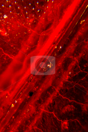 Micrograph of Ladybird Micrograph of Ladybird stock photo, Micrograph of ladybird insect using compound microscope. Magnification 100X. Closely cropped images of lady bird body parts. by Marcus Kett