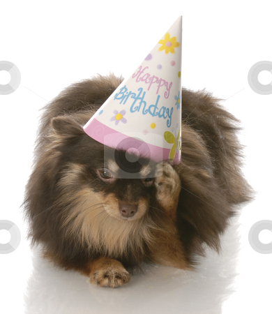 Happy Birthday Dog Pictures. #100665316 irthday dog