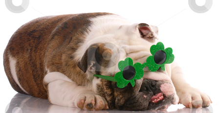 St. Patricks Day dog St. Patricks Day dog stock photo, Ugly looking english bulldog wearing shamrock glasses by John McAllister