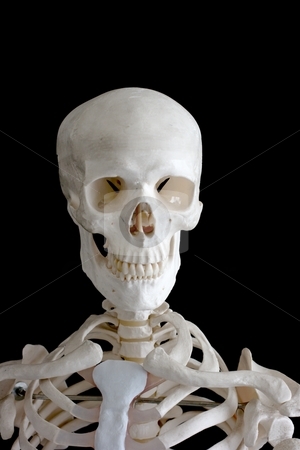 To use this stock image in your creative project, please select the size you need over to the right and click the "Add to Cart" button.
Your downloaded image will come with the Cutcaster watermark removed so don’t worry about the watermark you see on this page. Skeleton stock photo, The upper part of human skeleton isolated on black by P?