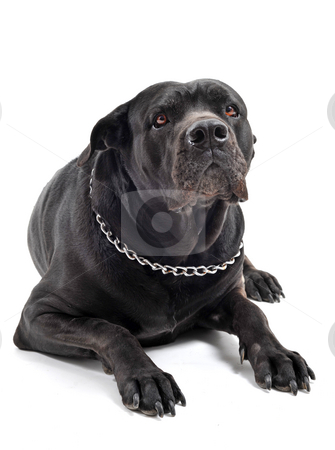 Italian+mastiff+rottweiler+mix
