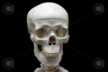 To use this stock image in your creative project, please select the size you need over to the right and click the "Add to Cart" button.
Your downloaded image will come with the Cutcaster watermark removed so don’t worry about the watermark you see on this page. Skull stock photo, Closeup of a skull isolated on black by P?