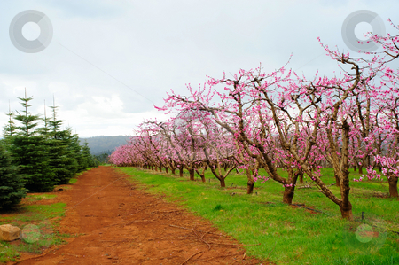 To use this stock image in your creative project, please select the size you need over to the right and click the "Add to Cart" button.
Your downloaded image will come with the Cutcaster watermark removed so don’t worry about the watermark you see on this page. Apple Orchard stock photo, Apple orchard with rows of trees covered in pink flowers that will grow into fresh apples by Lynn Bendickson