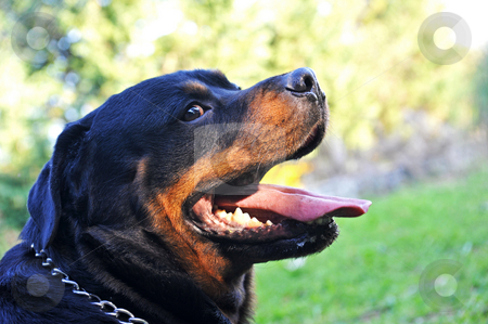 To use this stock image in your creative project, please select the size you need over to the right and click the "Add to Cart" button.
Your downloaded image will come with the Cutcaster watermark removed so don’t worry about the watermark you see on this page. Rottweiler stock photo, Portrait of a purebred rottweiler in a garden by Bonzami Emmanuelle