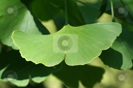 To use this stock image in your creative project, please select the size you need over to the right and click the "Add to Cart" button.
Your downloaded image will come with the Cutcaster watermark removed so don’t worry about the watermark you see on this page. Ginkgo stock photo, Green ginkgo leaf on a tree Ginkgo by Marén Wischnewski