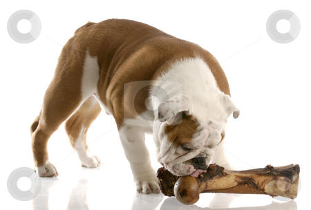 To use this stock image in your creative project, please select the size you need over to the right and click the "Add to Cart" button.
Your downloaded image will come with the Cutcaster watermark removed so don’t worry about the watermark you see on this page. Dog and a bone stock photo, English bulldog puppy chewing on a large bone with reflection on white background by John McAllister