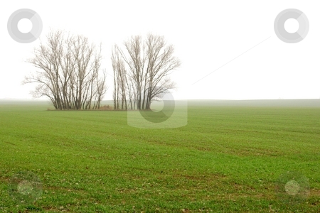 Fog Fog stock photo, Green filed with bare trees fading into the fog by P?