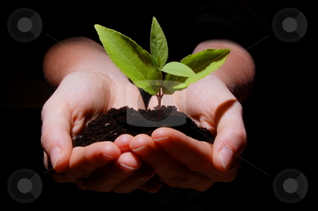 To use this stock image in your creative project, please select the size you need over to the right and click the "Add to Cart" button.
Your downloaded image will come with the Cutcaster watermark removed so don’t worry about the watermark you see on this page. Young plant with soil in hands stock photo, Young plant in hands showing concept of environment and growth by Gunnar Pippel