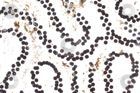 Ovum tadpole Ovum tadpole stock photo, Macro tadpole ovum in water on white background by Jolanta Dabrowska