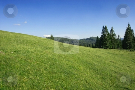 To use this stock image in your creative project, please select the size you need over to the right and click the "Add to Cart" button.
Your downloaded image will come with the Cutcaster watermark removed so don’t worry about the watermark you see on this page. Field stock photo, Green field and pine forests in the carpathians by P?