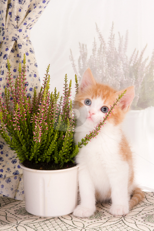 Plant lover Plant lover stock photo, Six weeks old kitten posing with a plant on a windowsill by Anneke