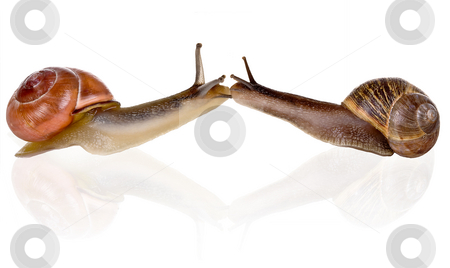 To use this stock image in your creative project, please select the size you need over to the right and click the "Add to Cart" button.
Your downloaded image will come with the Cutcaster watermark removed so don’t worry about the watermark you see on this page. Slow kiss stock photo, Two funny snails kissing eachother very slowly by Anneke