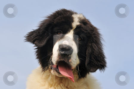 To use this stock image in your creative project, please select the size you need over to the right and click the "Add to Cart" button.
Your downloaded image will come with the Cutcaster watermark removed so don’t worry about the watermark you see on this page. Puppy landseer stock photo, Portrait of a purebred newfoundland dog landseer in a blue sky by Bonzami Emmanuelle