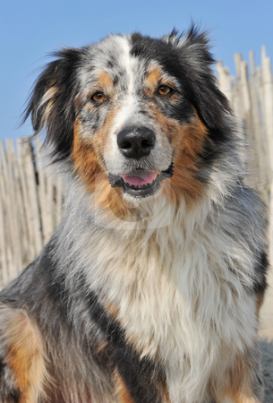 To use this stock image in your creative project, please select the size you need over to the right and click the "Add to Cart" button.
Your downloaded image will come with the Cutcaster watermark removed so don’t worry about the watermark you see on this page. Australian sheepdog stock photo, Portrait of a purebred australian sheepdog, focus on the eyes by Bonzami Emmanuelle