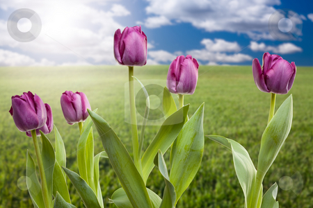 To use this stock image in your creative project, please select the size you need over to the right and click the "Add to Cart" button.
Your downloaded image will come with the Cutcaster watermark removed so don’t worry about the watermark you see on this page. Purple Tulips Over Grass Field and Sky stock photo, Beautiful Purple Tulips Over Empty Grass Field and Sky with Clouds. by Andy Dean