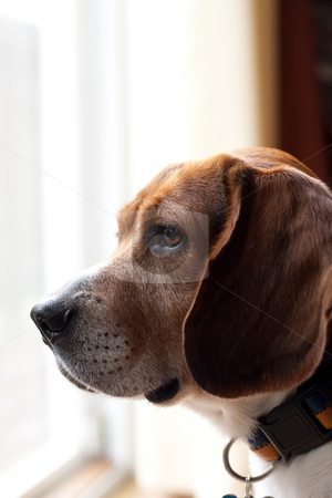 Alert Beagle Dog Alert Beagle Dog stock photo, Portrait of a handsome young beagle dog. Shallow depth of field. by Todd Arena