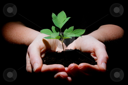 To use this stock image in your creative project, please select the size you need over to the right and click the "Add to Cart" button.
Your downloaded image will come with the Cutcaster watermark removed so don’t worry about the watermark you see on this page. Young plant with soil in hands stock photo, Young plant in hands showing concept of environment and growth by Gunnar Pippel