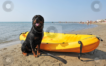 To use this stock image in your creative project, please select the size you need over to the right and click the "Add to Cart" button.
Your downloaded image will come with the Cutcaster watermark removed so don’t worry about the watermark you see on this page. Rottweiler on the beach stock photo, Portrait of a purebred rottweiler on the beach by Bonzami Emmanuelle