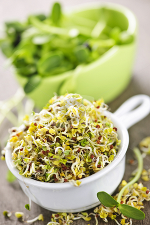 To use this stock image in your creative project, please select the size you need over to the right and click the "Add to Cart" button.
Your downloaded image will come with the Cutcaster watermark removed so don’t worry about the watermark you see on this page. Sprouts in cups stock photo, Fresh alfalfa and sunflower sprouts in cups by Elena Elisseeva