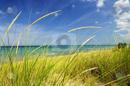 Sand dunes at beach Sand dunes at beach stock photo, Grass on sand dunes at beach. Pinery provincial park, Ontario Canada by Elena Elisseeva